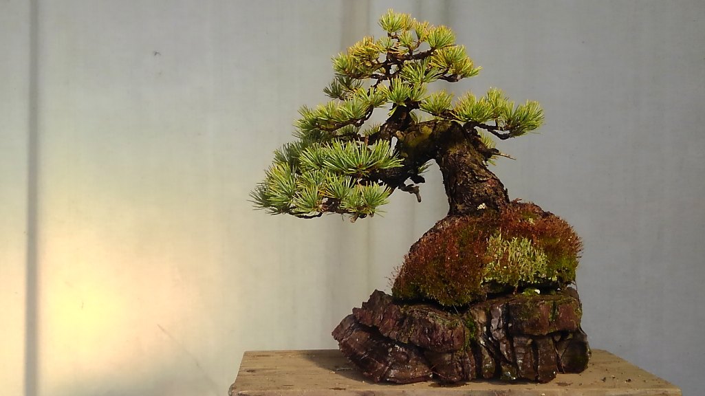 White pine bonsai